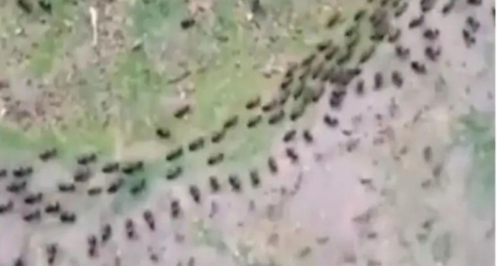Μονοπάτι τερμιτών τρέχει παράλληλα με ένα μυρμηγκιών και συμβαίνει κάτι απίστευτο (vid)