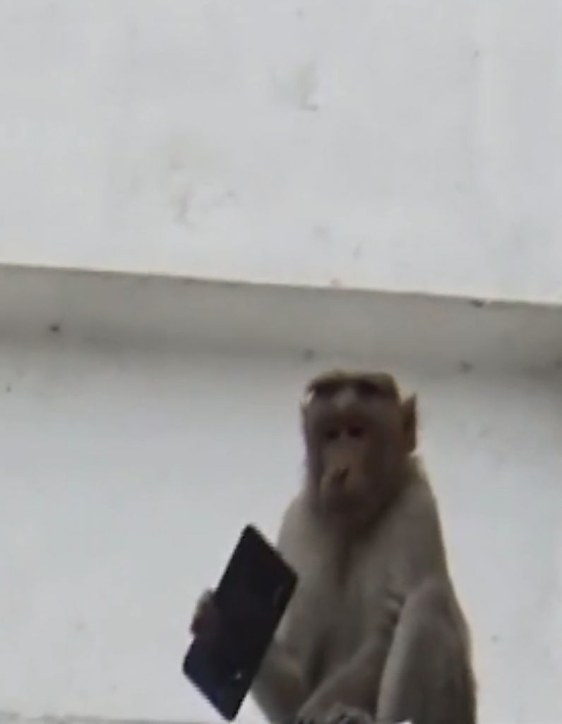 Αυτή η μαϊμού έκλεψε κινητό, μετά το πέταξε και έγινε viral