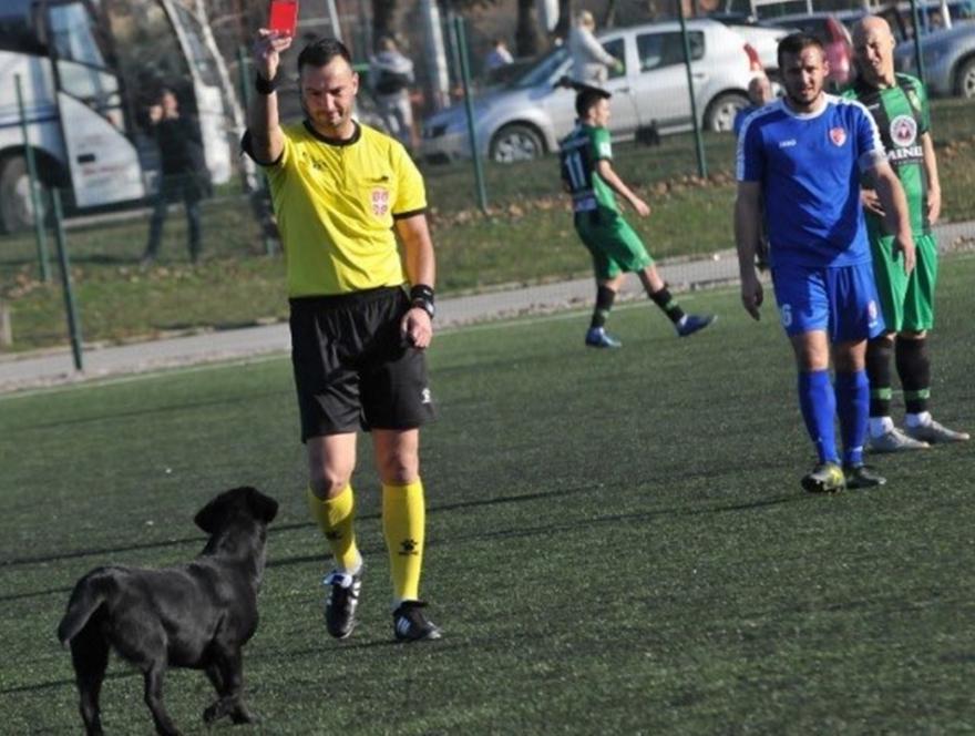 Έπος : Σκύλος αποβλήθηκε σε αγώνα στη Σερβία (pic)
