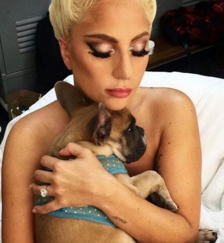Lady Gaga : Βρέθηκαν τα σκυλιά της μετά την αμοιβή που προσέφερε