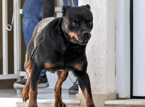 Κοζάνη : Ο ιδιοκτήτης ροτβάιλερ που κατασπάραξαν τον 5χρονο ζητάει 200.000 ευρώ από τη μητέρα του παιδιού