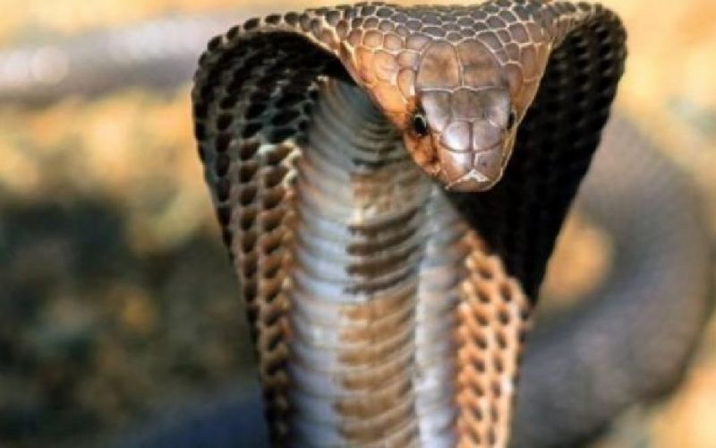Ποια είναι η κατάσταση του 30χρονου – Το δάγκωμα της κόμπρας και το αντίδοτο που τον έσωσε