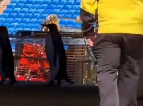 «Ντου» από… πιγκουίνους στο «Μπερναμπέου» (vid)