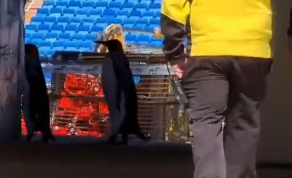 «Ντου» από… πιγκουίνους στο «Μπερναμπέου» (vid)