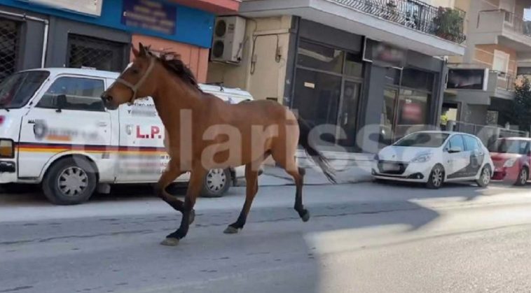 Βίντεο – Άλογο έκανε βόλτες σε κεντρικούς δρόμους της Λάρισας