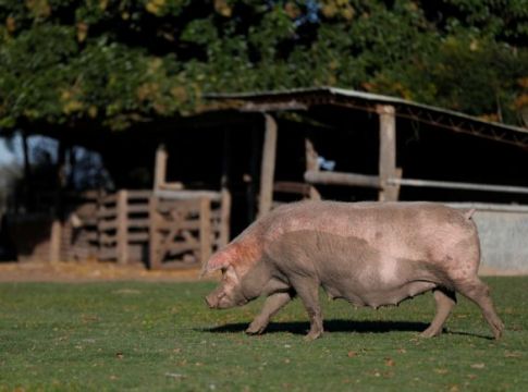 Σοκαριστικό βίντεο: Σκοτώνουν χοίρους με σφυριές στο κεφάλι (Σκληρές εικόνες)