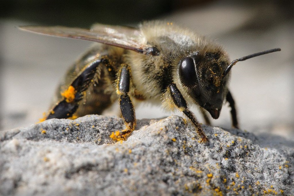 Μέλισσες εκπαιδεύτηκαν να μυρίζουν τον κορωνοϊό