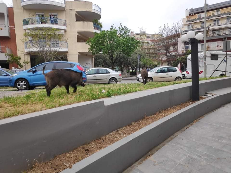 Από τη Θεσσαλονίκη στην Εκάλη: Τα αγριογούρουνα εισβάλλουν στον αστικό ιστό – Πώς εξηγείται