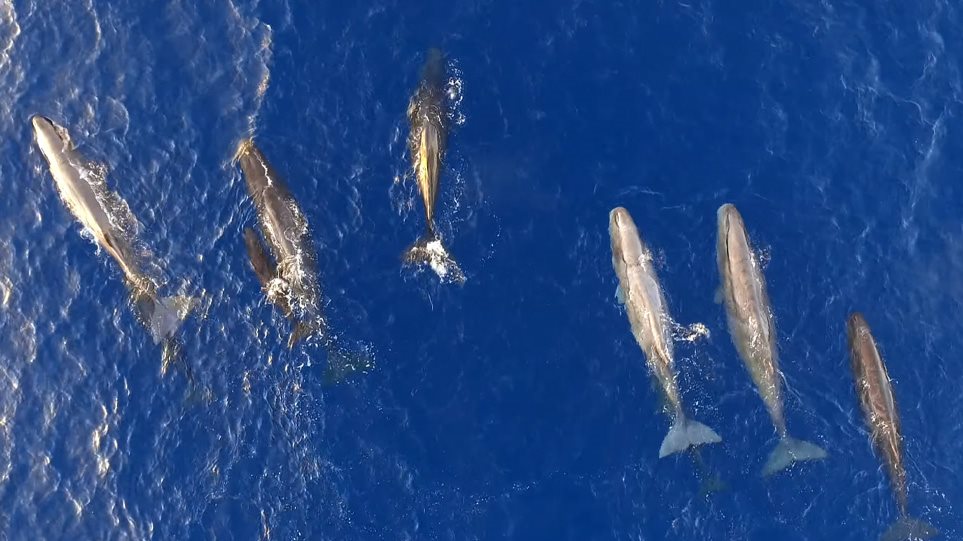 Ιόνιο Πέλαγος: Φάλαινες ταΐζουν τα μικρά τους – Εκπληκτικές εικόνες από drone (vids)