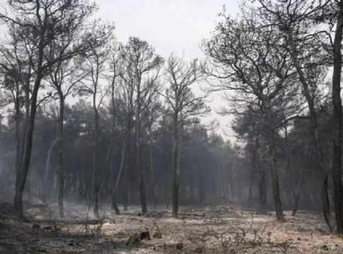 Φωτιά στον Σχίνο: Κραυγή αγωνίας από τον δήμαρχο Μεγαρέων – «Ανεξέλεγκτη η κατάσταση»