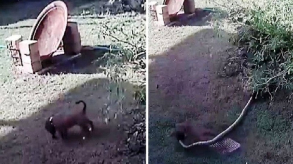 Γυναίκα παλεύει με ένα φίδι στον κήπο της για να σώσει το σκυλί της (vid)