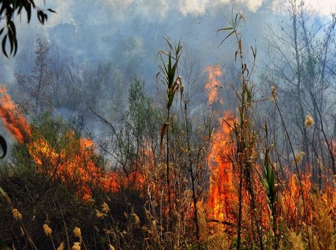 Φωτιά στη Μεσσηνία – Επιχειρούν δύο αεροσκάφη