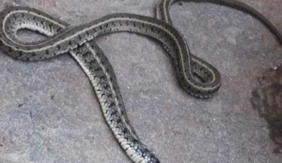 Σέρρες: Αυτό το φίδι ήταν στον καναπέ του σπιτιού της και όταν κάθισε έγινε… χαμός