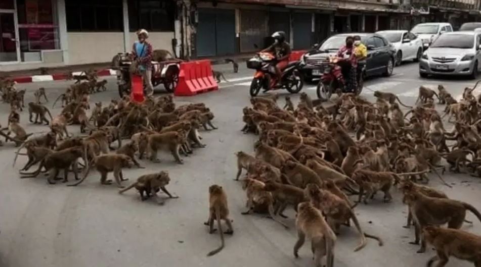 Ταϊλάνδη: «Συμμορίες» μαϊμούδων… λύνουν τις διαφορές τους στο κέντρο της πόλης – Δείτε βίντεο