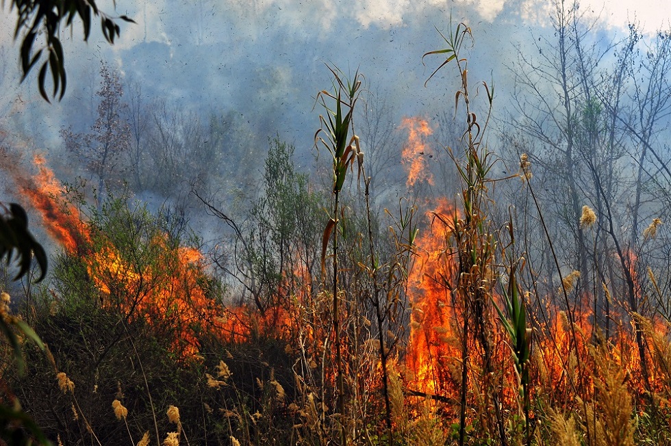 Μεγάλη πυρκαγιά στη Χίο – Εντολή εκκένωσης οικισμού