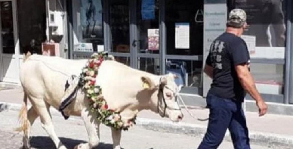 Ντροπή: Βάρβαρο έθιμο στη Μυτιλήνη οδηγεί σε κακοποίηση ζώων