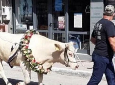 Ντροπή: Βάρβαρο έθιμο στη Μυτιλήνη οδηγεί σε κακοποίηση ζώων