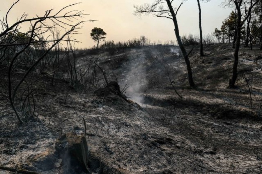 Σύλληψη υπόπτου για εμπρησμό – Εβαλε φωτιά σε δύο σημεία στο άλσος της Πετρούπουλης