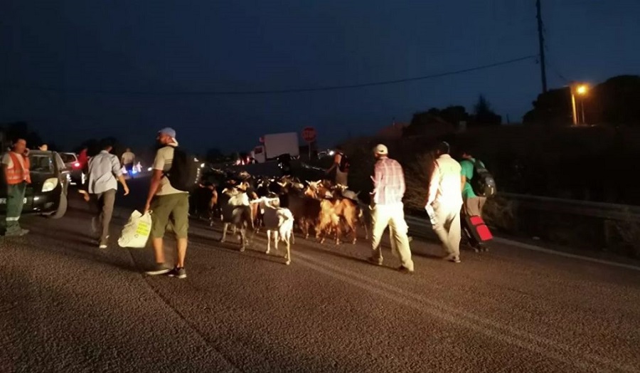 Συγκλονιστικές εικόνες από τις Αφίδνες – Κάτοικοι φεύγουν να σωθούν με βαλίτσες και τα ζώα τους