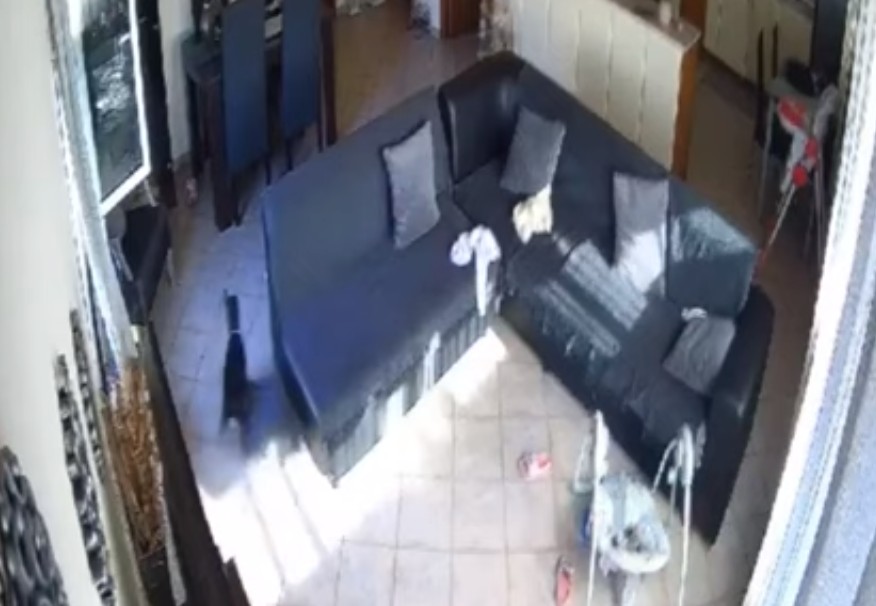 Απίστευτο βίντεο – Τρομοκρατημένο σκυλάκι κάνει… σβούρες την ώρα του σεισμού στην Κρήτη