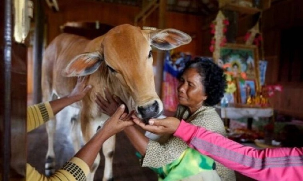 Γυναίκα παντρεύτηκε αγελάδα – Θεωρεί ότι είναι η μετενσάρκωση του συζύγου της