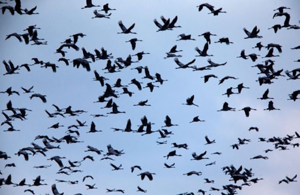 Οικολογική καταστροφή στο Ισραήλ – Νεκροί 2.000 γερανοί από γρίπη των πτηνών