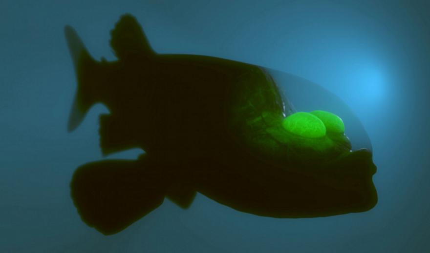 Θαύμα της φύσης – Ανακαλύφθηκε ψάρι με διάφανο κεφάλι – Σοκαρισμένοι οι επιστήμονες