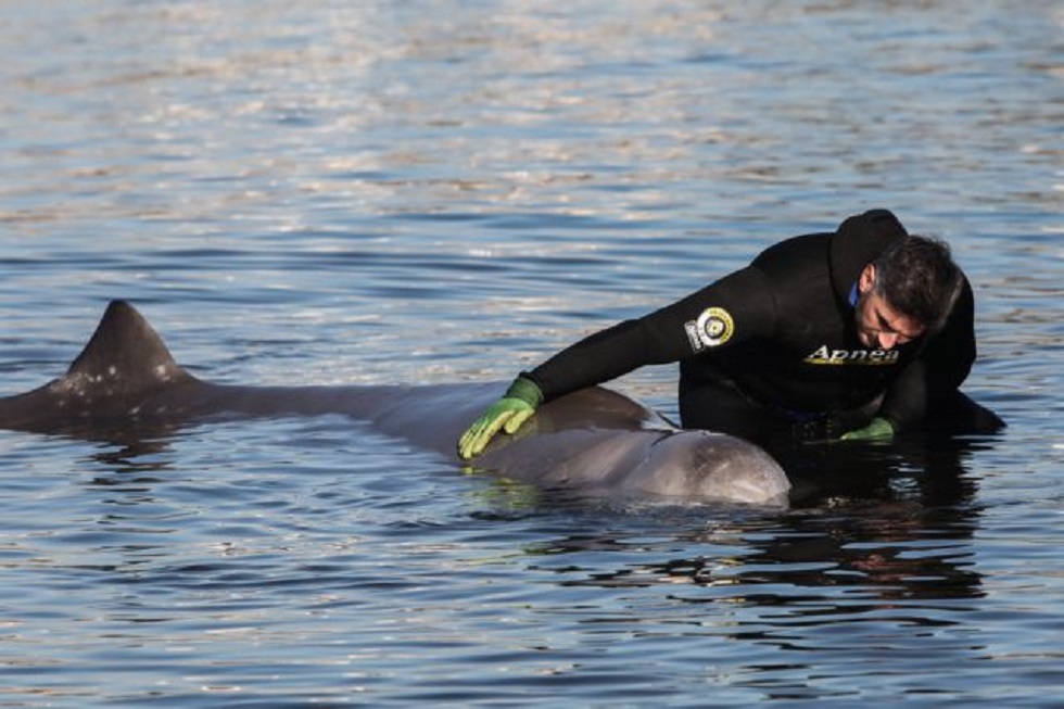 Φάλαινα φυσητήρας: «Δυστυχώς αυτή τη στιγμή υποφέρει» – Τι λέει ο Γιώργος Αμυράς