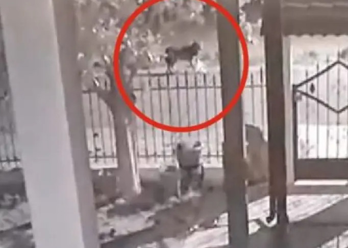 Απίστευτο βίντεο: Λύκοι… πολιορκούν σπίτι στο Νεοχώρι Ημαθίας