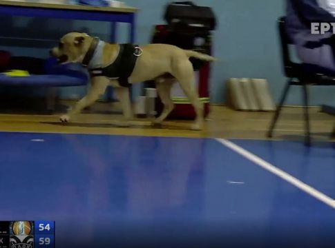 Τον τιμώρησαν για το «ντου» του σκύλου στο παρκέ! – Χάθηκε το μέτρο στο ελληνικό μπάσκετ (vid)