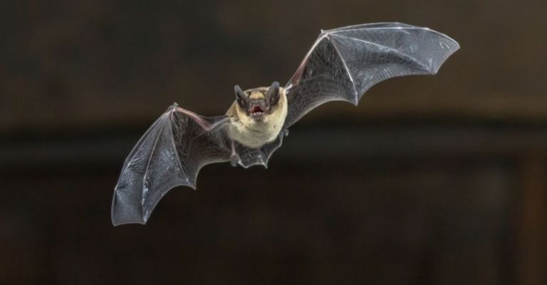 «Το ζοφερό μέλλον είναι ήδη εδώ»: Νέες πανδημίες προ των πυλών – Νυχτερίδες και άλλα θηλαστικά «επικίνδυνοι φορείς»