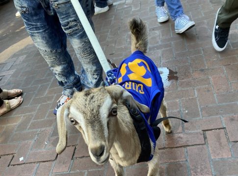 Απίθανος φίλαθλος των Γουόριορς, έβαλε σε κατσίκα τη φανέλα του Κάρι (vid)
