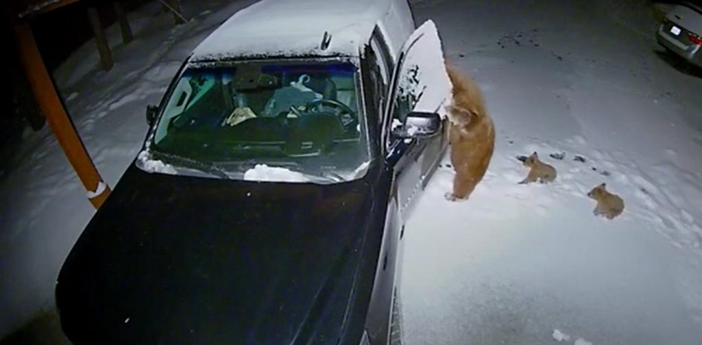 Αρκούδα ανοίγει τις πόρτες αυτοκινήτου και… κλέβει σνακ για τα μικρά της