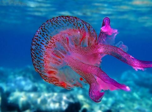 Μωβ μέδουσα: Τι σταματά την εξάπλωση της τοξίνης – Τα τέσσερα βήματα σε περίπτωση τσιμπήματος