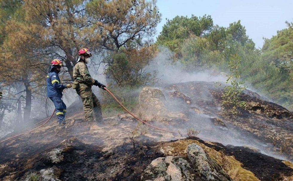 Δαδιά: Το WWF ζητά εξηγήσεις για την καταστροφή του πολύτιμου δάσους