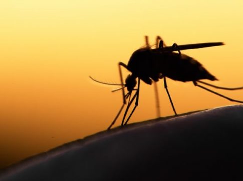 Πρώτο κρούσμα του ιού του Δυτικού Νείλου στην Ελλάδα