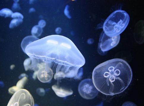 Σπάνιο φαινόμενο: «Στρατιά» από μέδουσες διασχίζει τα νερά της Χαλκίδας