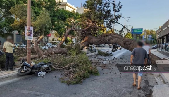 Εισαγγελική παρέμβαση για τον άνδρα που καταπλακώθηκε από δέντρο στο Ηράκλειο – Τι λέει ο γιος του