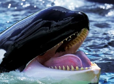 Φάλαινες δολοφόνοι κυνηγούν και κατασπαράζουν λευκό καρχαρία