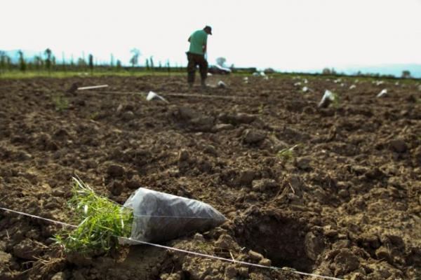 Θρίλερ με πτώμα άνδρα σε χωράφι στην Κρήτη – Βρέθηκε με κομμένο λαιμό