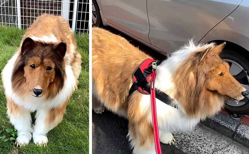 Ξόδεψε 14.000 ευρώ για να γίνει σκύλος – Πάει βόλτα με λουρί και τρώει από μπολ για να είναι «σωστό κατοικίδιο»