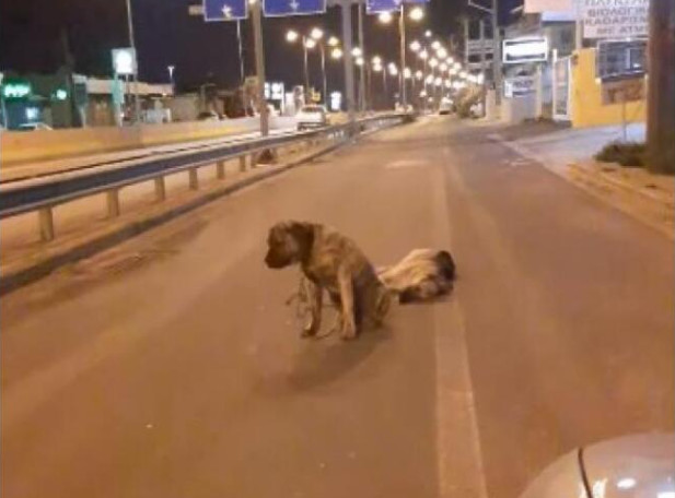 Μαζί μέχρι το τέλος: Συγκλονιστικό βίντεο με σκυλάκι από την Κρήτη – Δεν εγκατέλειψε τον τετράποδο φίλο του