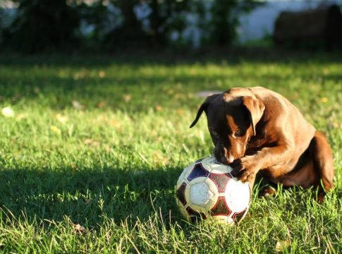 Τύφλα να ‘χει ο Μέσι – Σκύλος ντριμπλάρει καλύτερα και από τον Αργεντινό και γίνεται viral