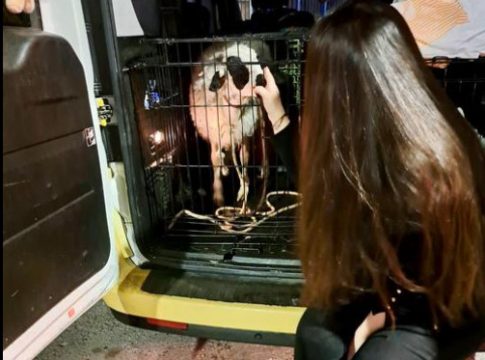 Κερατσίνι: Συνελήφθη ο 40χρονος που έδεσε αρνάκι με σκοπό να το σφάξει