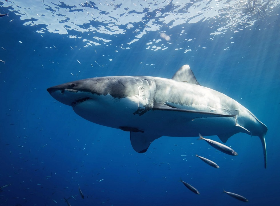 Λακωνία: Η στιγμή που καρχαρίας στο Γύθειο κάνει κύκλους γύρω από βάρκα ψαράδων (vid)