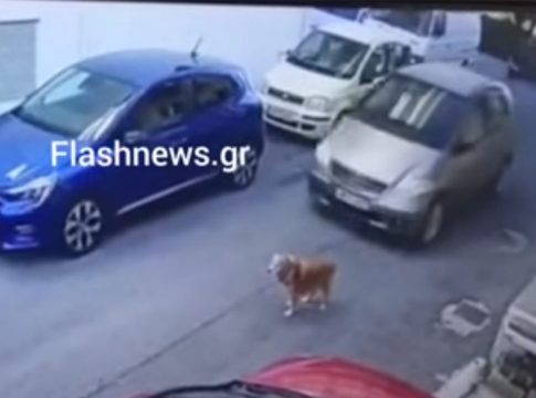 Συνελήφθη και οδηγείται στο αυτόφωρο η οδηγός που πάτησε σκυλάκι εν ψυχρώ