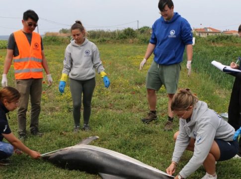 Νεκρό δελφίνι ξεβράστηκε σε παραλία της Σάμου – Η ουρά του ήταν ακρωτηριασμένη