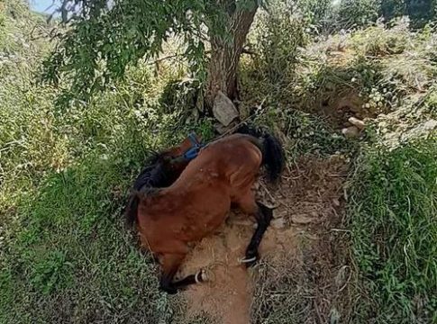 Κακοποίηση αλόγου στη Τζιά – Συνελήφθη ο ιδιοκτήτης