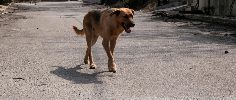 Σκύλος επιτέθηκε σε ανήλικο – Πατέρας προσπάθησε να το προστατεύσει και κατέληξε στο αυτόφωρο