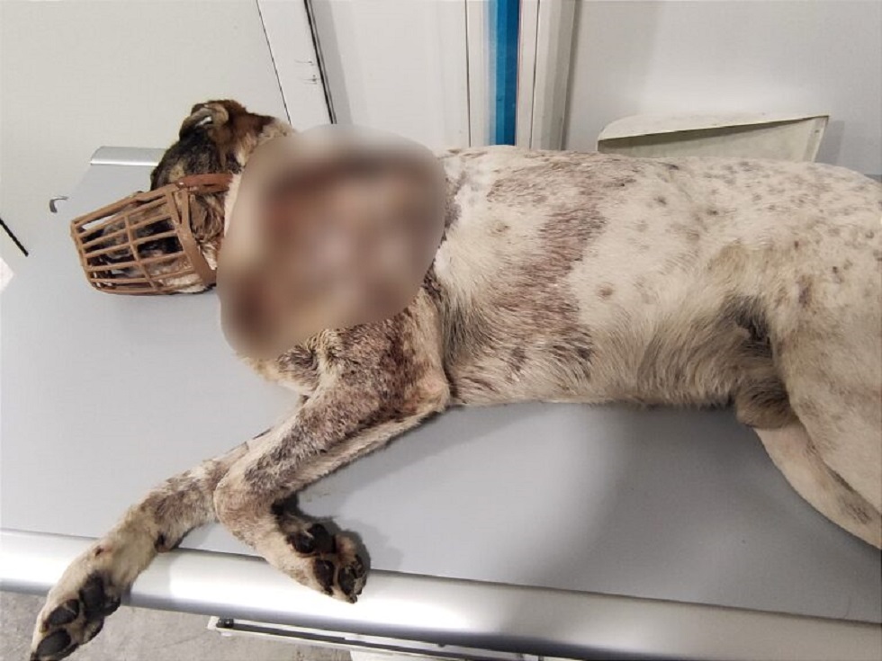 Σκύλος: Πυροβόλησαν τον «αγαθό γίγαντα» της Αργαλαστής – Υπάρχει ανάγκη για αίμα